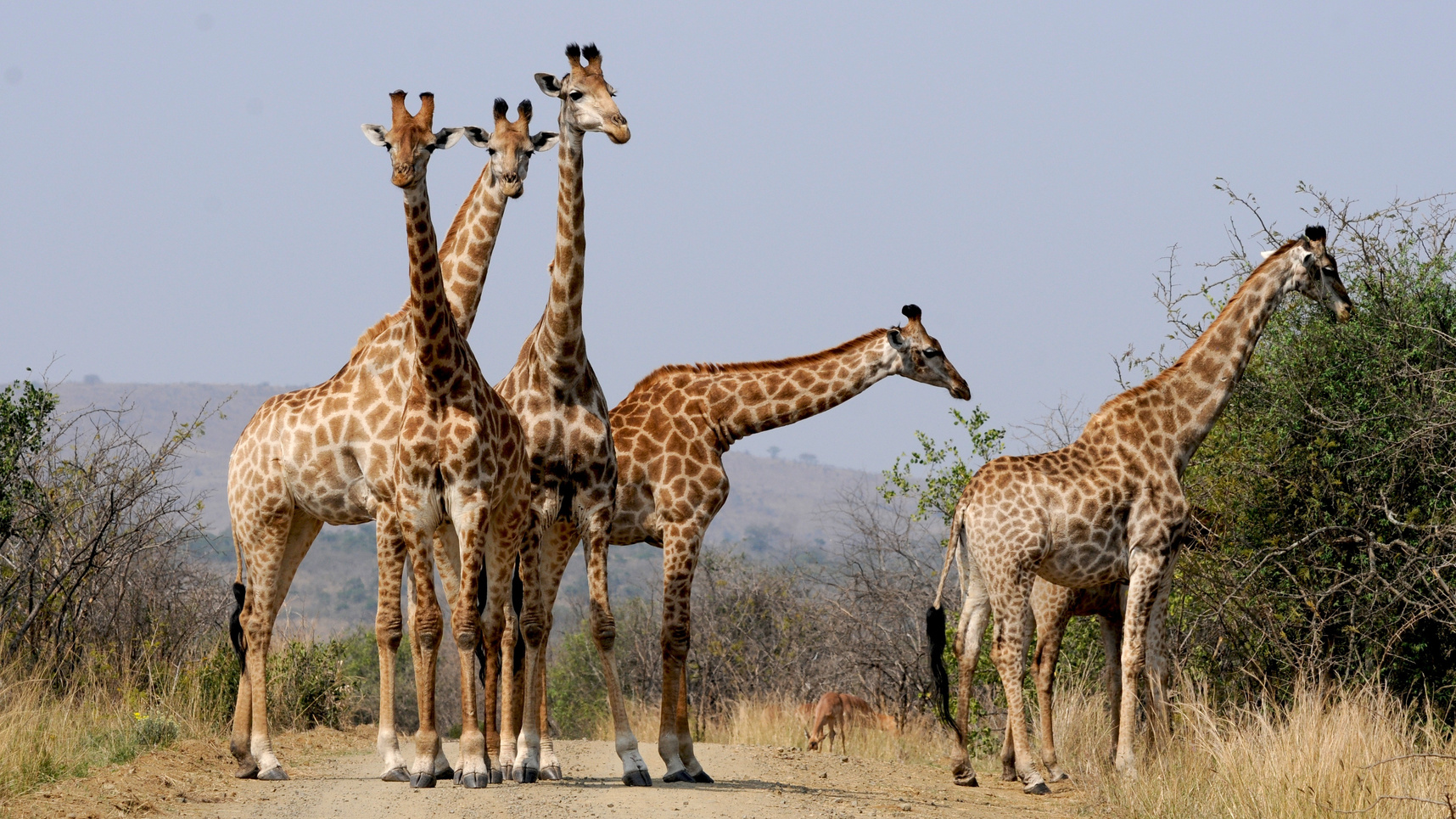 Giraffes in South Africa
